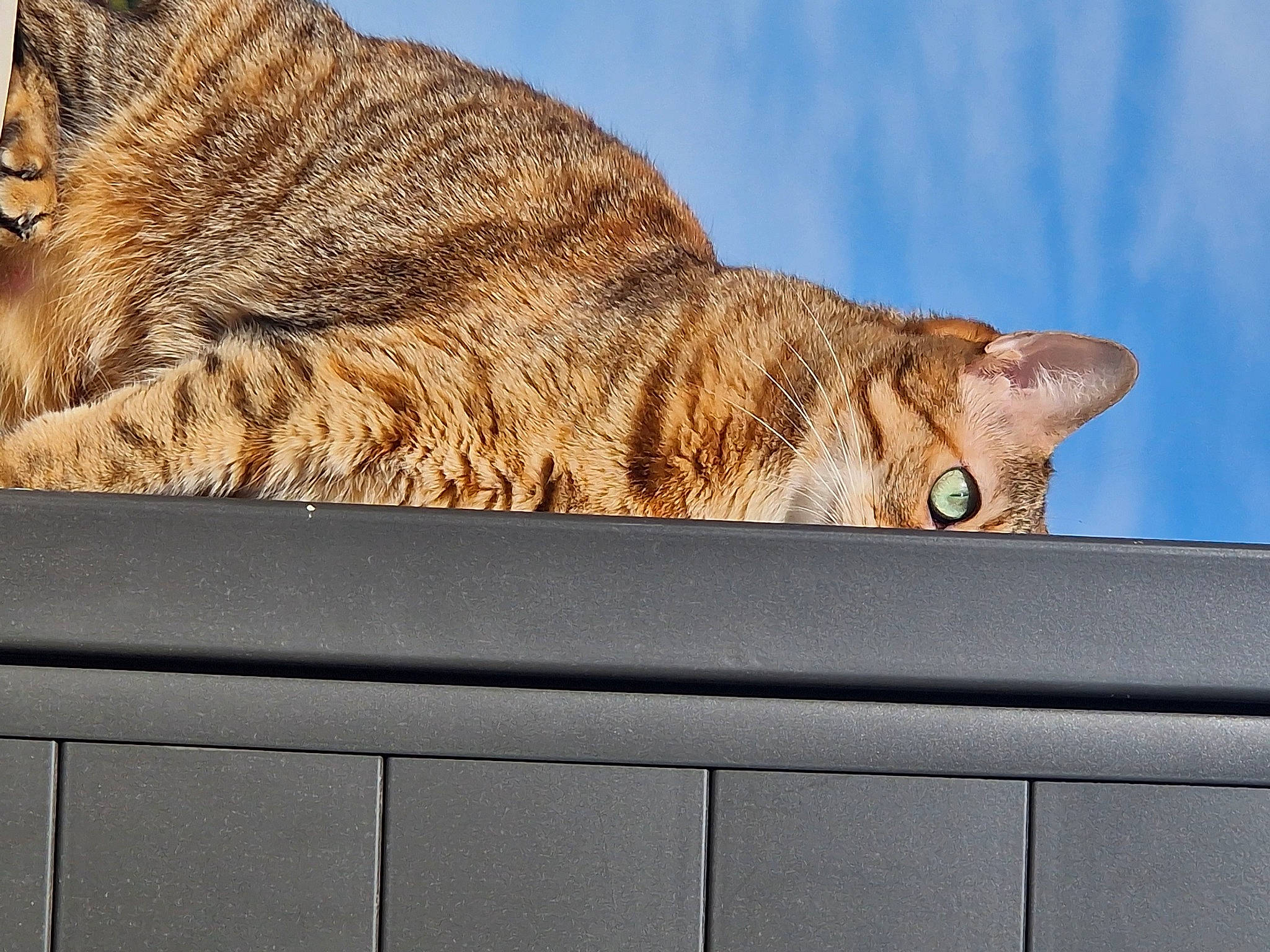 Kira participe au concours pour gagner de l'argent avec cette photo : carnivore, cat, cloud, domestic_short_haired_cat, eye, fawn, felidae, fur, head, plant, roof, sky, small_to_medium_sized_cats, snout, tail, terrestrial_animal, tree, trunk, whiskers, wood