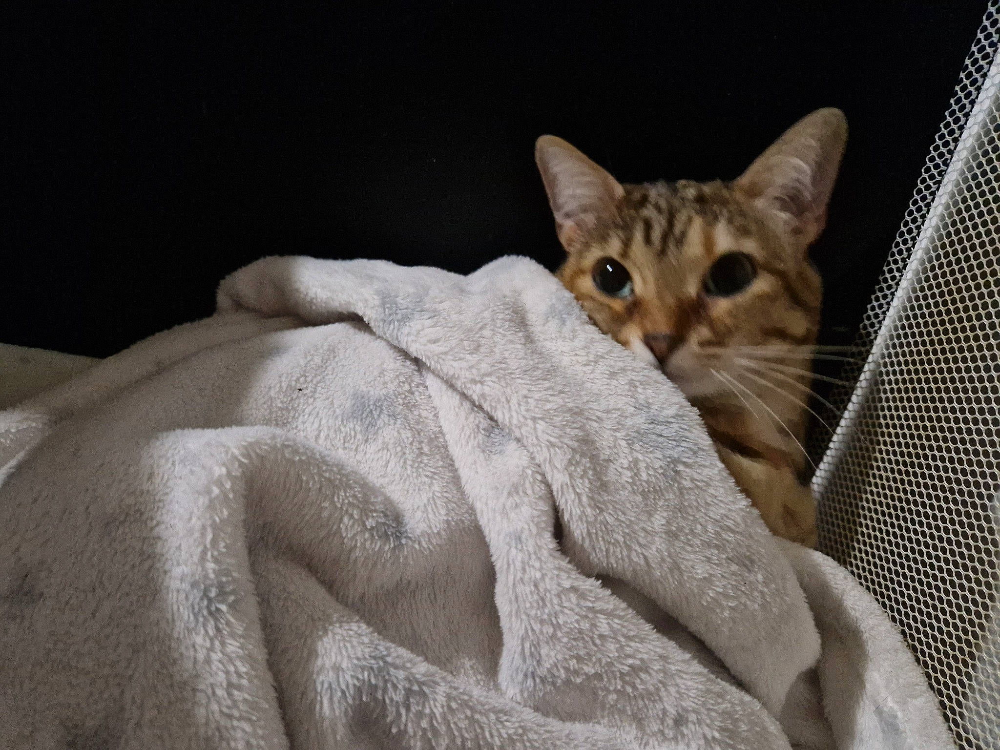 Kira a rejoint le concours — aidez-le/la à gagner de superbes lots ! carnivore, cat, claw, comfort, domestic_short_haired_cat, fawn, felidae, fur, linens, paw, small_to_medium_sized_cats, snout, terrestrial_animal, whiskers, wildlife