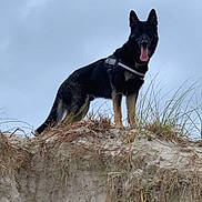 Max is registered to the contest to win money with this photo: dog, german_shepherd, canine, pet, animal, standing, outdoors, beach, sand_dune, grass, blue_sky, black_and_tan, tongue_out, pointed_ears, harness, collar, portrait, low_angle, nature, sunny