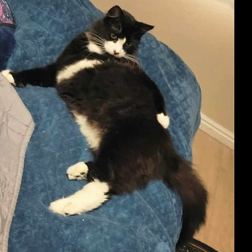 Spazzie is registered to the contest to win money with this photo: animal, black_and_white, blue_couch, cat, couch, cozy, curious, domestic, feline, fluffy, fur, home, indoor, living_room, looking_back, paw, pet, relaxed, resting, white_paws