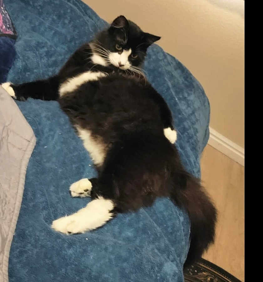 Spazzie is registered to the contest to win money with this photo: animal, black_and_white, blue_couch, cat, couch, cozy, curious, domestic, feline, fluffy, fur, home, indoor, living_room, looking_back, paw, pet, relaxed, resting, white_paws