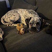 Velka participe au concours pour gagner de l'argent avec cette photo : dog, couch, plush_toy, indoor, pet, resting, gray_couch, spotted_dog, soft_lighting, home, cozy, animal, toy, relaxed, furniture, canine, laying_down, domestic_animal, companion, living_room