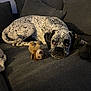 dog, couch, plush_toy, indoor, pet, resting, gray_couch, spotted_dog, soft_lighting, home, cozy, animal, toy, relaxed, furniture, canine, laying_down, domestic_animal, companion, living_room