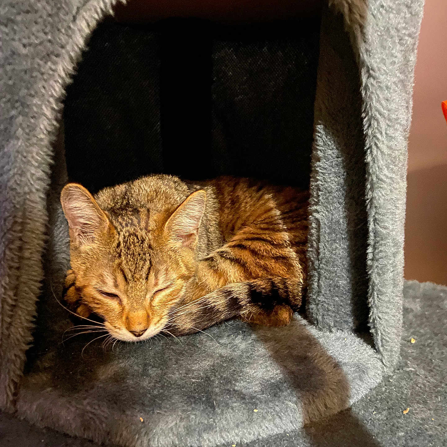 Pompon participe au concours pour gagner de l'argent avec cette photo : abyssinian, animal, architecture, building, cat, chair, couch, den, doghouse, fireplace, furniture, hardwood, indoors, kennel, kitten, manx, outdoors, pet, shelter, wood