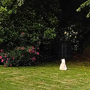 Ben participe au concours pour gagner de l'argent avec cette photo : animal, backyard, bushes, calm, cat, daytime, flora, flowers, garden, grass, greenery, leafy, nature, outdoor, peaceful, plants, scenery, shadows, sitting, white_cat
