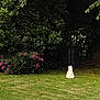 animal, backyard, bushes, calm, cat, daytime, flora, flowers, garden, grass, greenery, leafy, nature, outdoor, peaceful, plants, scenery, shadows, sitting, white_cat