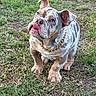 Zeus is registered to the contest to win money with this photo: animal, bulldog, canine, curious, daylight, dog, ears, fur, gold_chain, grass, mammal, nature, outdoor, pet, playful, puppy, snout, standing, tongue_out, young