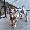 Zeus is registered to the contest to win money with this photo: animal, bulldog, canine, concrete, curious, daylight, dog, ears, face, fence, harness, leash_attachment, outdoor, paw, pet, puppy, sidewalk, spotted_coat, standing, young_dog