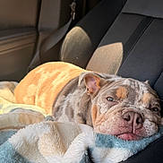 Zeus is registered to the contest to win money with this photo: animal, blanket, bulldog, car_seat, closeup, comfort, cozy, cute, dog, ears, face, fur, indoors, pet, relaxed, resting, sleeping, snout, sunlight, texture