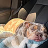 animal, blanket, bulldog, car_seat, closeup, comfort, cozy, cute, dog, ears, face, fur, indoors, pet, relaxed, resting, sleeping, snout, sunlight, texture