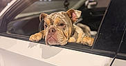 Zeus is registered to the contest to win money with this photo: animal, bulldog, car, closeup, cute, dog, door_handle, ears, expression, muzzle, night, outdoor, paws, pet, resting, side_view, vehicle, waiting, white, window
