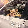 animal, bulldog, car, closeup, cute, dog, door_handle, ears, expression, muzzle, night, outdoor, paws, pet, resting, side_view, vehicle, waiting, white, window