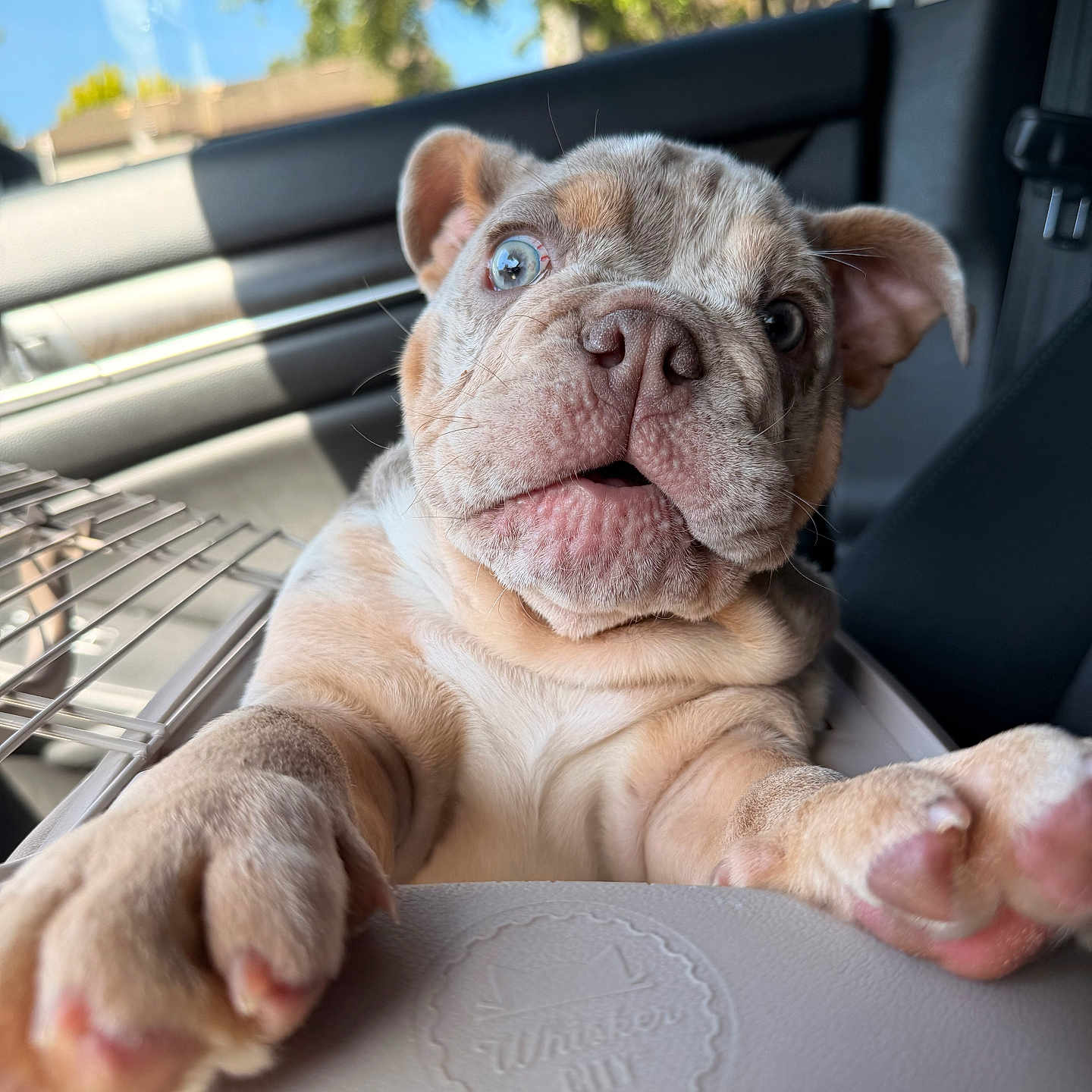Zeus