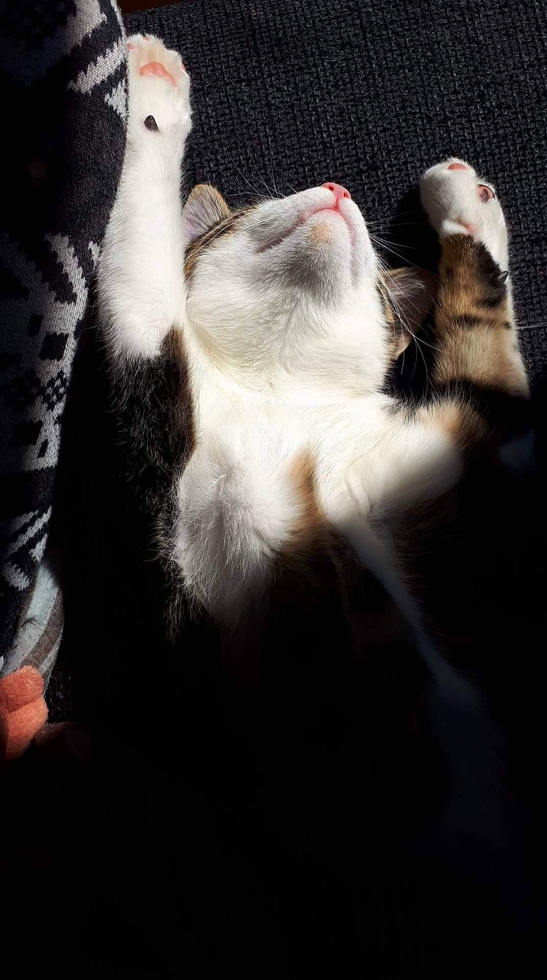 Power a rejoint le concours — aidez-le/la à gagner de superbes lots ! carnivore, cat, claw, felidae, fur, hand, kitten, paw, polydactyl_cat, small_to_medium_sized_cats, snout, tail, whiskers