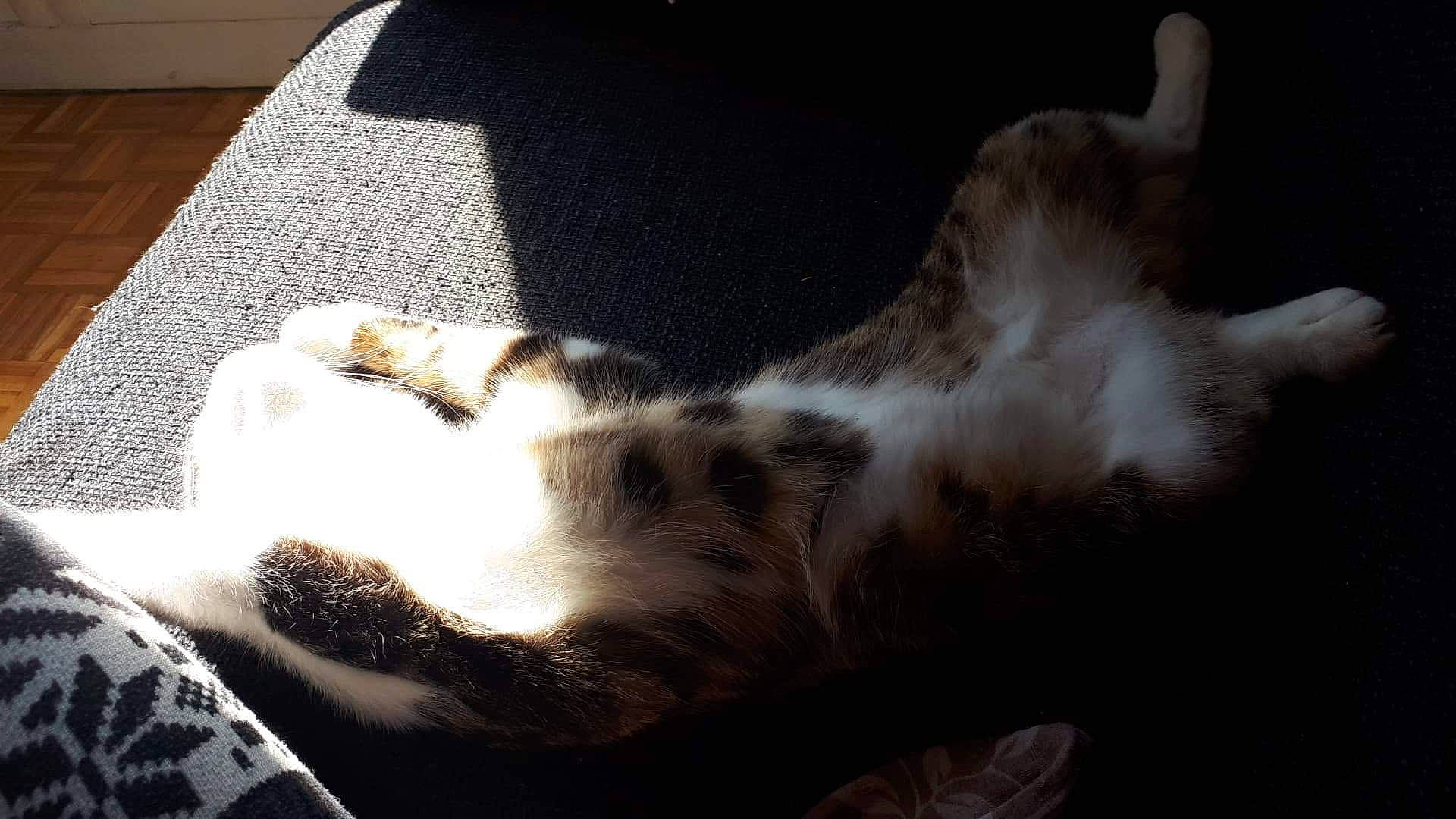 Power participe au concours pour gagner de l'argent avec cette photo : carnivore, cat, domestic_short_haired_cat, european_shorthair, felidae, fur, kitten, paw, polydactyl_cat, small_to_medium_sized_cats, tail, whiskers