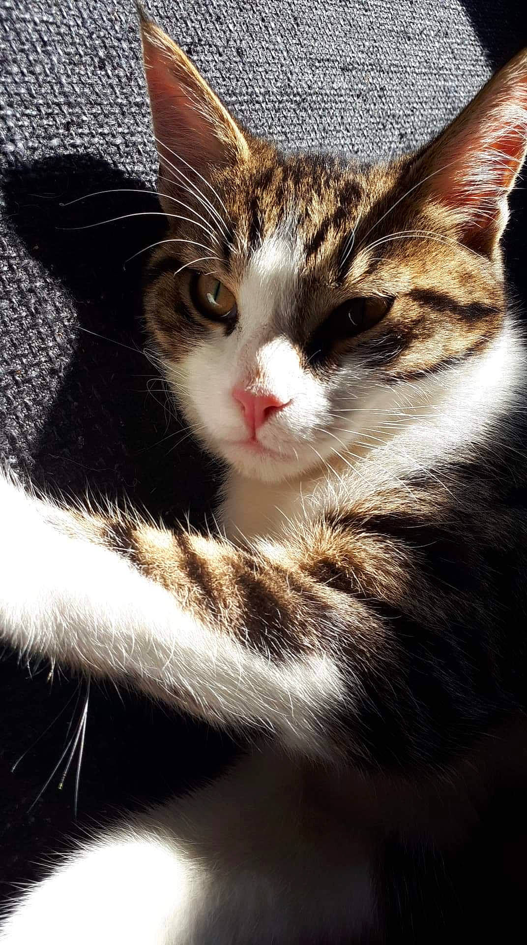 Power a rejoint le concours — aidez-le/la à gagner de superbes lots ! aegean_cat, american_wirehair, asian, black_and_white, carnivore, cat, domestic_short_haired_cat, european_shorthair, felidae, fur, kitten, mammal, small_to_medium_sized_cats, snout, tabby_cat, whiskers