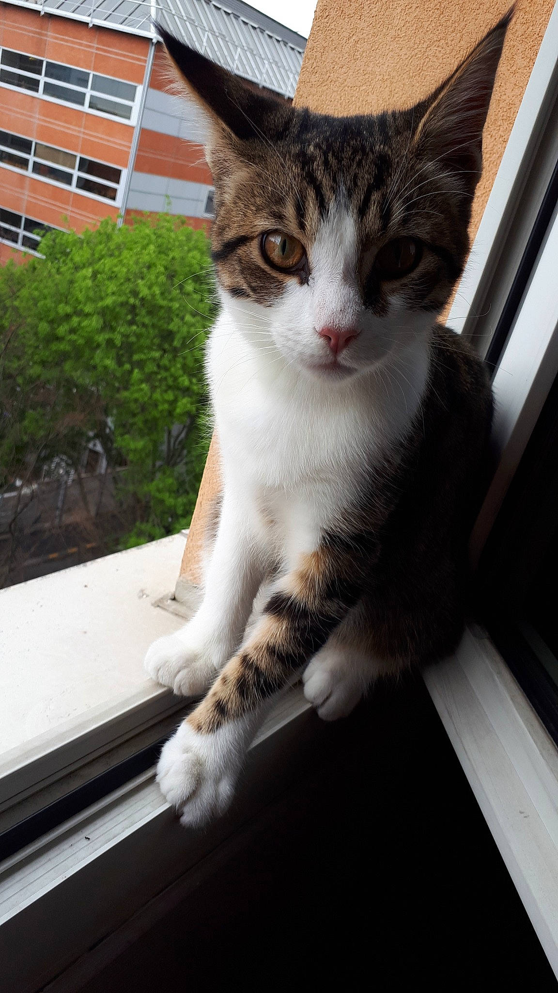 Power a rejoint le concours — aidez-le/la à gagner de superbes lots ! aegean_cat, american_wirehair, carnivore, cat, domestic_short_haired_cat, ear, european_shorthair, eye, felidae, fur, kitten, nose, polydactyl_cat, small_to_medium_sized_cats, snout, tabby_cat, tree, whiskers, window