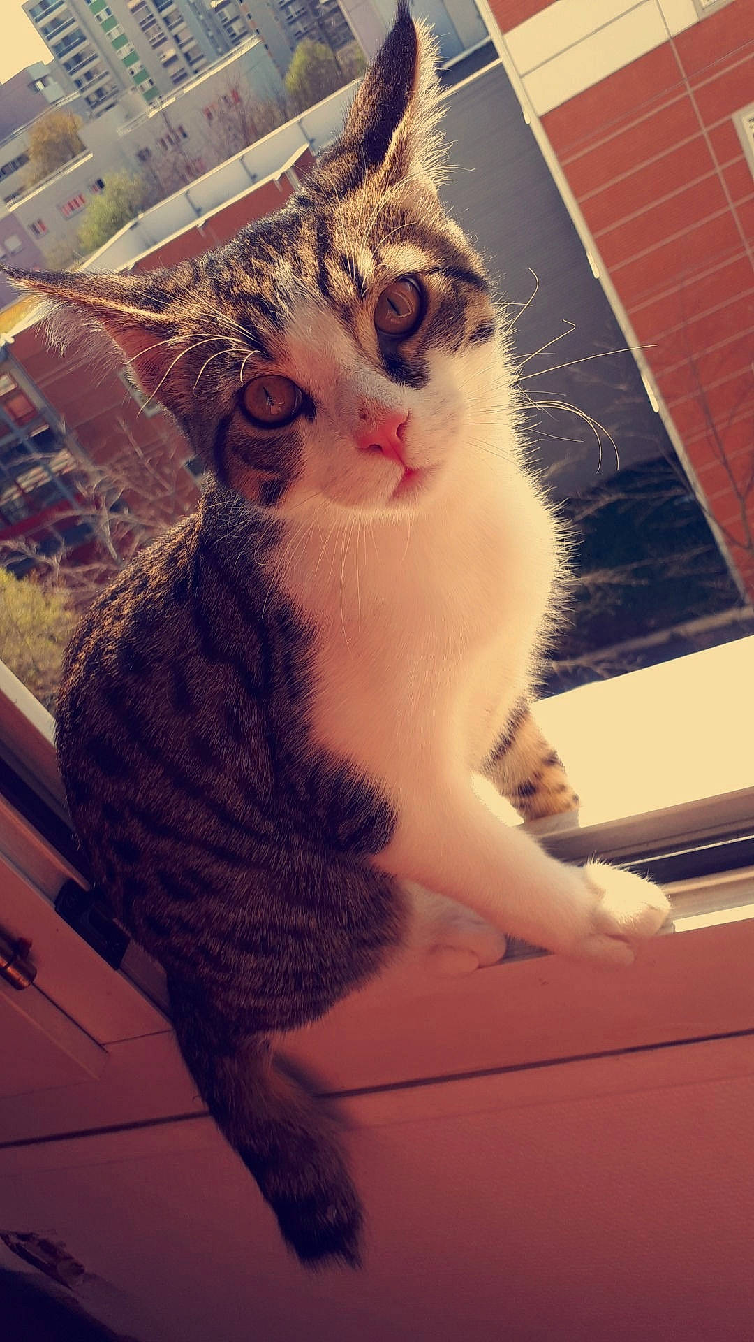 Power participe au concours pour gagner de l'argent avec cette photo : aegean_cat, american_wirehair, asian, carnivore, cat, domestic_short_haired_cat, ear, european_shorthair, eye, fawn, felidae, fur, kitten, small_to_medium_sized_cats, snout, tail, whiskers