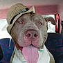 dog, pitbull, hat, straw_hat, tongue_out, inside_car, car_seat, happy, pet, animal, cute, smiling, canine, brown_and_white, ears, closeup, portrait, seat_fabric, accessory, playful