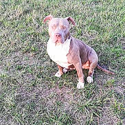 Eywa participe au concours pour gagner de l'argent avec cette photo : dog, pitbull, grass, outdoor, animal, pet, sitting, field, nature, brown_fur, white_chest, canine, ears, tail, eyes, daylight, mammal, portrait, alert, ground