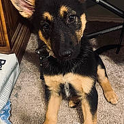 Molly is registered to the contest to win money with this photo: puppy, dog, german_shepherd, carpet, indoor, pet, ears, brown, black, fur, floor, cute, animal, young, sitting, looking, curious, face, home, chair