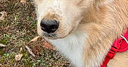 Helios is registered to the contest to win money with this photo: alert, animal, canine, closeup, companion, cute, dog, ears, friendly, fur, golden_fur, grass, leaves, mammal, nature, outdoor, pet, portrait, red_harness, snout