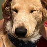 Helios is registered to the contest to win money with this photo: affection, animal, bandana, canine, close_up, cute, dog, domestic_animal, eyes_closed, face, friendly, furry, golden_fur, hands, indoor, muzzle, nose, pet, portrait, whiskers