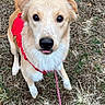 Helios is registered to the contest to win money with this photo: animal, canine, closeup, cute, dog, ears, friendly, fur, golden_dog, grass, harness, leash, leaves, looking_up, nature, outdoor, pet, red_harness, tail, tongue_out