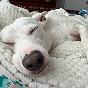 Peanut joined the competition — help win amazing prizes! dog, sleeping, white_dog, close_up, nose, blanket, bedding, bed, bedroom, dresser, wooden_furniture, cozy, pet, indoor, relaxed, portrait, textile, floral_pattern, whiskers, snout