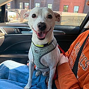 Peanut joined the competition — help win amazing prizes! dog, pet, white_dog, small_dog, harness, leash, car_interior, passenger_seat, lap, smile, happy, close_up, portrait, person_arm, orange_sweatshirt, jeans, window, side_mirror, urban_building, sunlight
