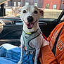dog, pet, white_dog, small_dog, harness, leash, car_interior, passenger_seat, lap, smile, happy, close_up, portrait, person_arm, orange_sweatshirt, jeans, window, side_mirror, urban_building, sunlight