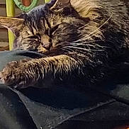 Mignonne participe au concours pour gagner de l'argent avec cette photo : cat, tabby, sleeping, paw, fur, whiskers, indoor, fabric, chair, cushion, pattern, resting, closeup, pet, animal, cozy, relaxed, home, feline, soft