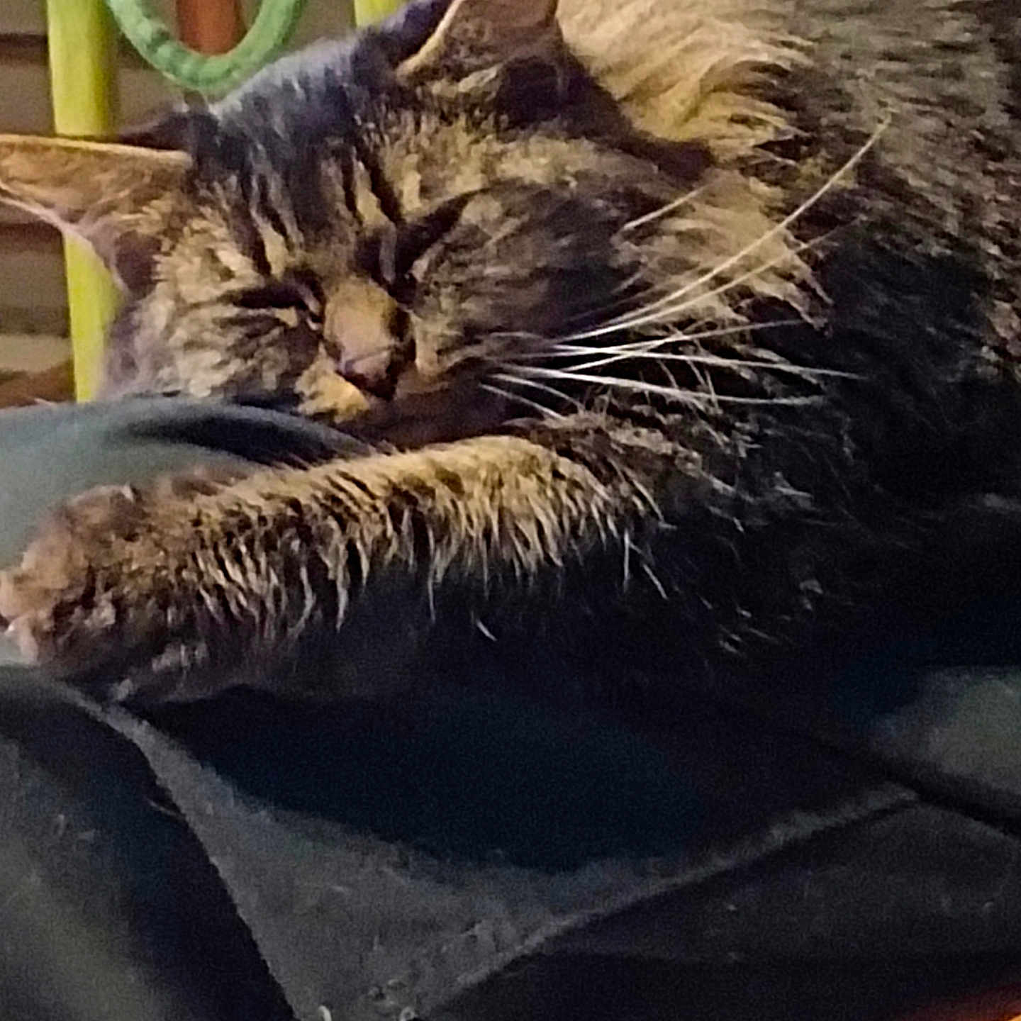 Mignonne participe au concours pour gagner de l'argent avec cette photo : animal, cat, chair, closeup, cozy, cushion, fabric, feline, fur, home, indoor, pattern, paw, pet, relaxed, resting, sleeping, soft, tabby, whiskers