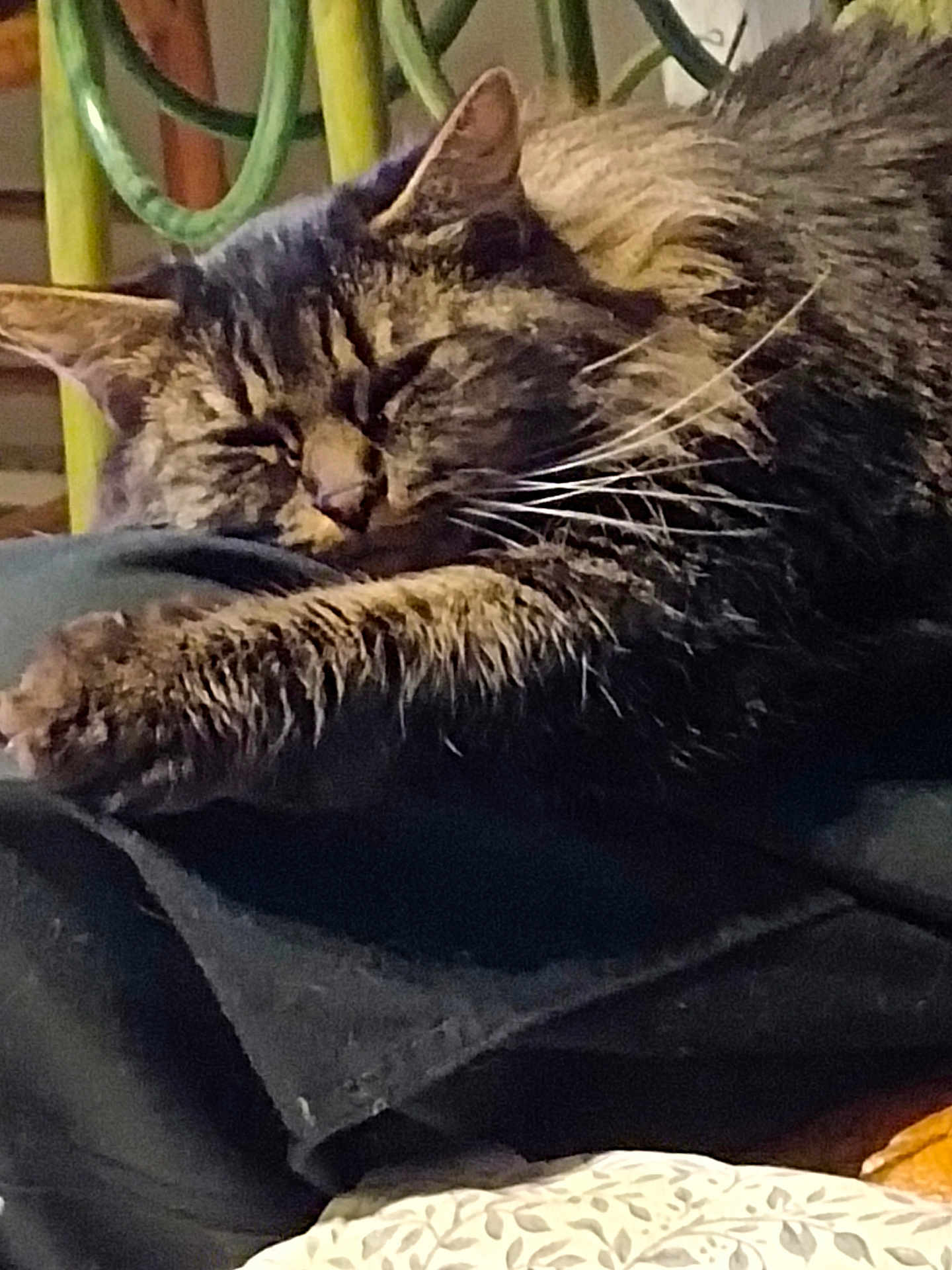 Mignonne participe au concours pour gagner de l'argent avec cette photo : cat, tabby, sleeping, paw, fur, whiskers, indoor, fabric, chair, cushion, pattern, resting, closeup, pet, animal, cozy, relaxed, home, feline, soft