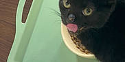 Draco joined the competition — help win amazing prizes! animal, black_cat, bowl, cat, close_up, curious, cute, domestic_cat, feeding, feline, food, indoor, meal_time, pet, tongue_out, tray, whiskers, wooden_floor, yellow_eyes, young_cat