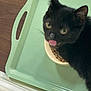 animal, black_cat, bowl, cat, close_up, curious, cute, domestic_cat, feeding, feline, food, indoor, meal_time, pet, tongue_out, tray, whiskers, wooden_floor, yellow_eyes, young_cat