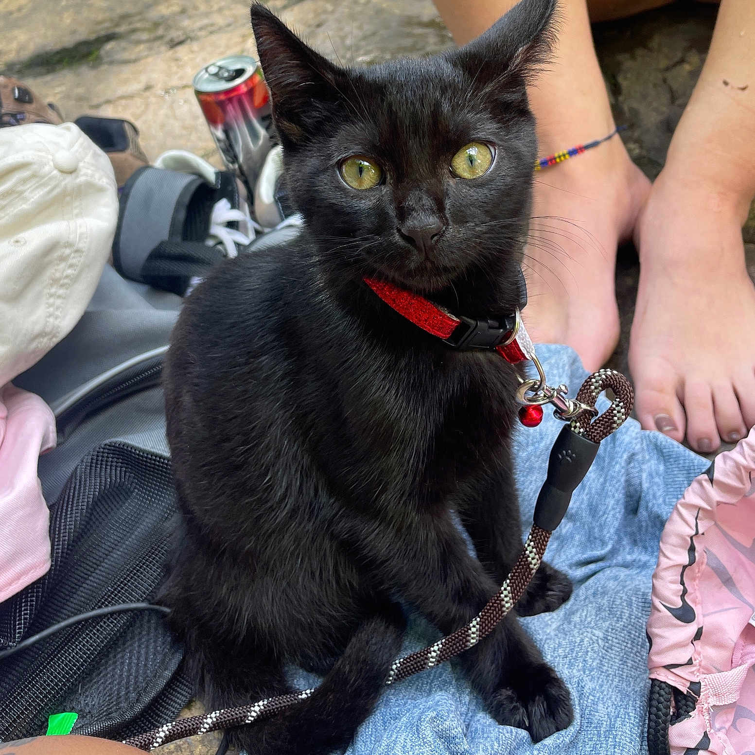 Draco