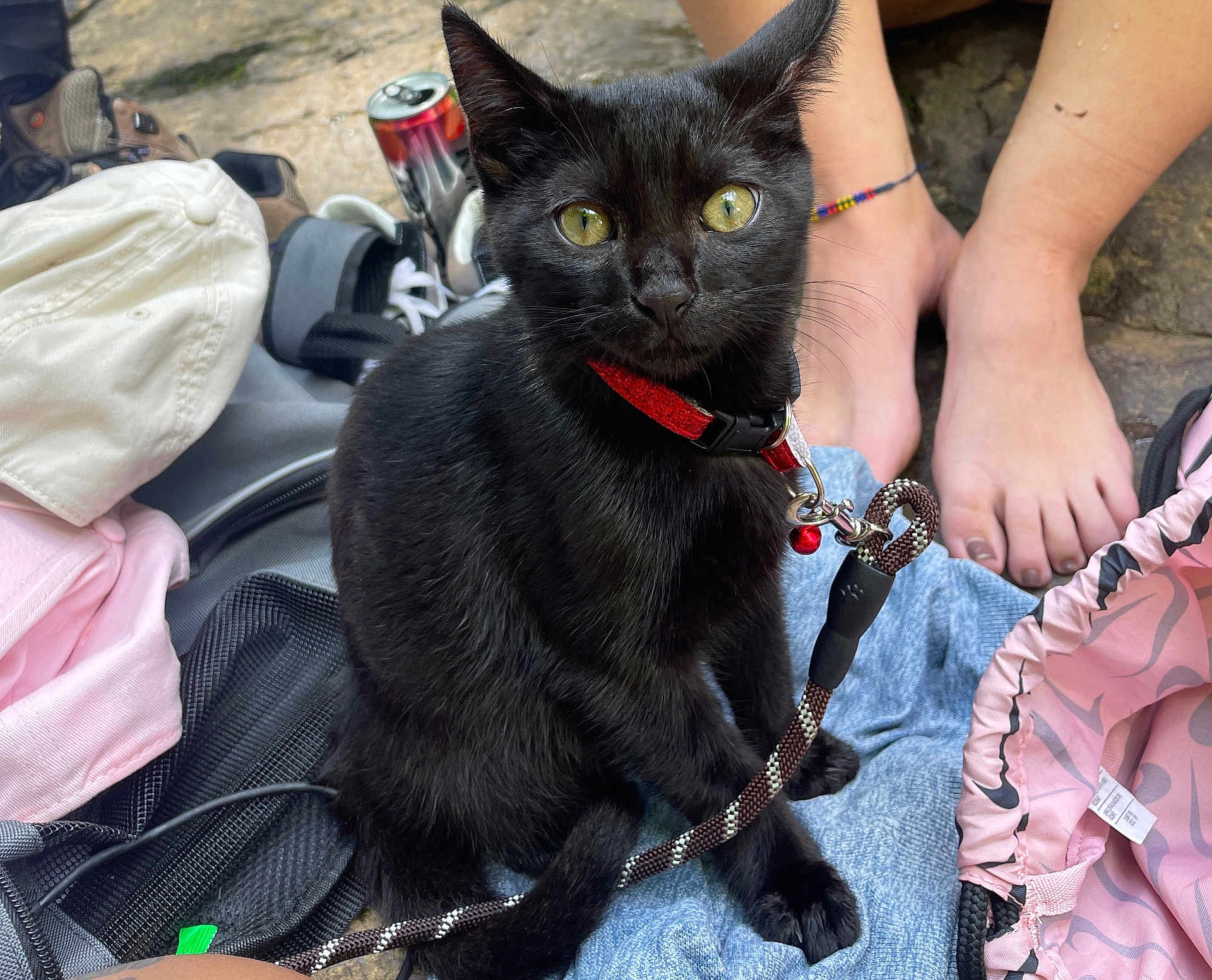 Draco