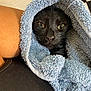 Draco is registered to the contest to win money with this photo: animal, black_cat, black_clothing, blue_towel, cat, closeup, comfort, cozy, cute, eyes, face, fur, human_hand, indoor, pet, resting, skin, towel, whiskers, wrapped