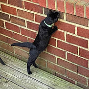 Draco joined the competition — help win amazing prizes! animal, black_cat, brick_wall, cat, close_up, collar, curious, domestic_animal, feline, investigating, looking, nature, outdoor, pet, red_brick_wall, side_view, small_window, standing, window, wooden_deck