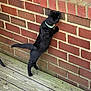 animal, black_cat, brick_wall, cat, close_up, collar, curious, domestic_animal, feline, investigating, looking, nature, outdoor, pet, red_brick_wall, side_view, small_window, standing, window, wooden_deck