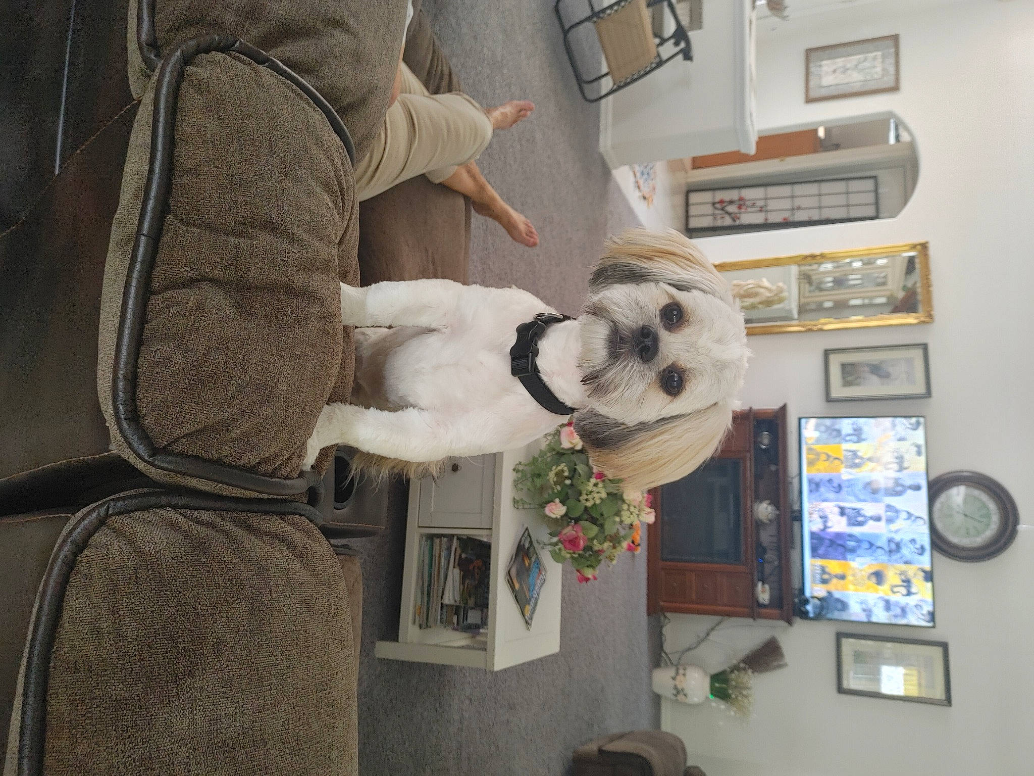 Benz joined the competition — help win amazing prizes! comfort, flower, flowerpot, fur, houseplant, machine, picture_frame, plant, room, sleeve, stuffed_toy, toy, window