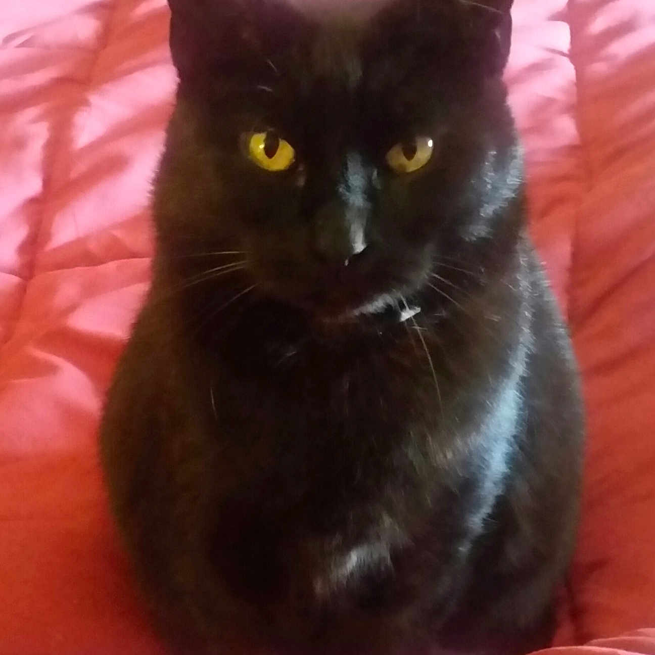 Angel is registered to the contest to win money with this photo: abyssinian, animal, bed, blackcat, blanket, cat, cushion, furniture, homedecor, kitten, manx, pet, quilt, velvet