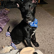 Gunner is registered to the contest to win money with this photo: puppy, dog, black_dog, bandana, toy, carpet, indoor, pet, cute, animal, playful, blanket, floor, ears, collar, young_dog, looking, sitting, domestic, companionship