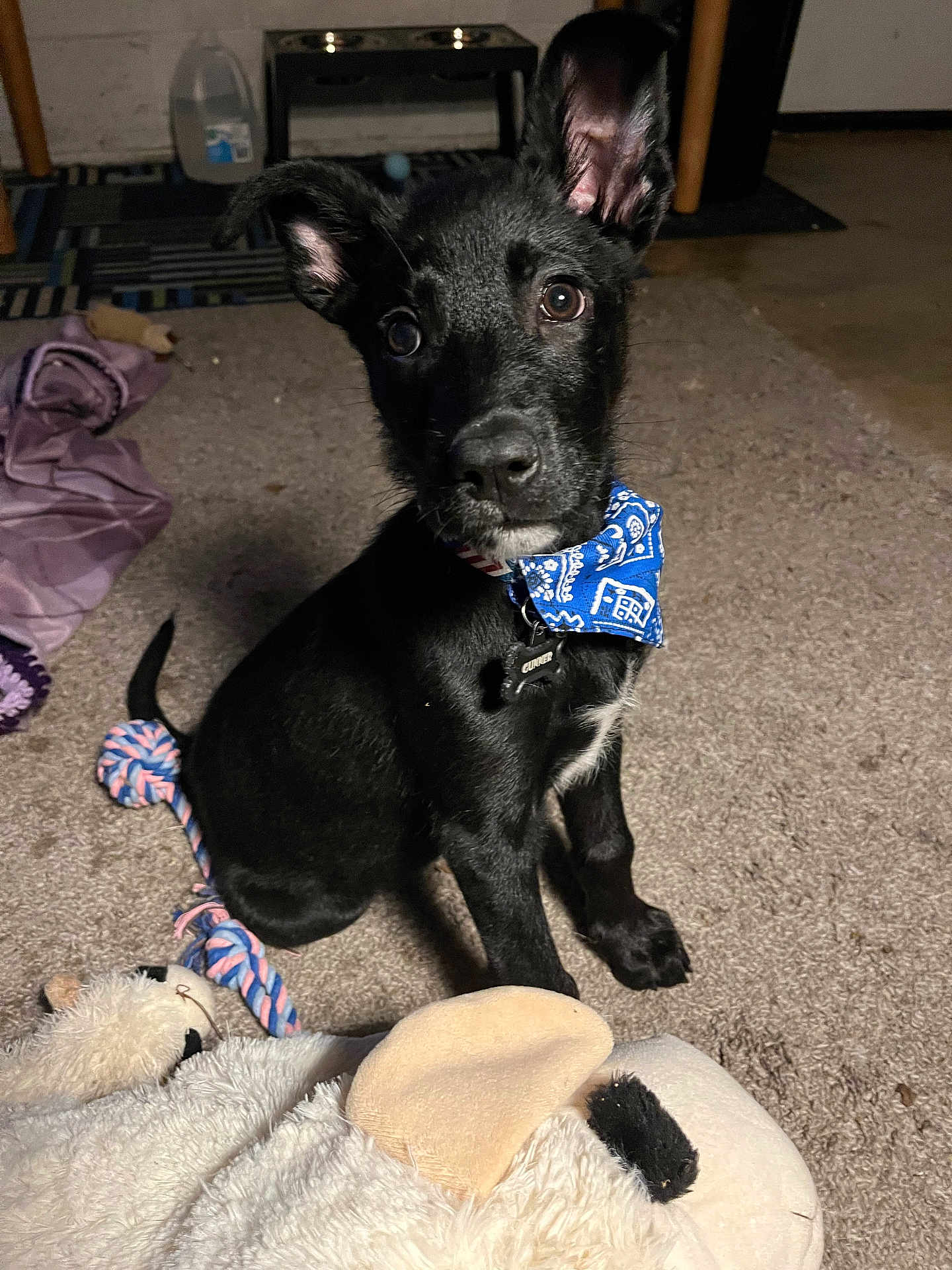 Gunner is registered to the contest to win money with this photo: puppy, dog, black_dog, bandana, toy, carpet, indoor, pet, cute, animal, playful, blanket, floor, ears, collar, young_dog, looking, sitting, domestic, companionship