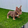 Doughboy joined the competition — help win amazing prizes! puppy, dog, brown_dog, white_markings, artificial_grass, green_grass, pet, young_dog, standing, outdoor, fence, small_dog, cute, canine, animal, ears_up, alert, side_view, fur, domestic_animal