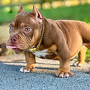 Doughboy joined the competition — help win amazing prizes! dog, puppy, brown, gold_chain, outdoor, pavement, tongue_out, cute, pet, animal, closeup, standing, short_legs, fur, ears, green_background, sunlight, collar, adorable, bulldog