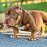 dog, puppy, brown, gold_chain, outdoor, pavement, tongue_out, cute, pet, animal, closeup, standing, short_legs, fur, ears, green_background, sunlight, collar, adorable, bulldog