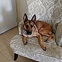 Athena is registered to the contest to win money with this photo: dog, german_shepherd, pet, animal, indoor, chair, furniture, floor, tile_floor, ears, looking, resting, canine, brown_fur, collar, comfortable, home, relaxed, patterned_chair, closeup