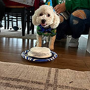 Cooper joined the competition — help win amazing prizes! birthday, birthday_hat, bow_tie, cake, carpet, celebration, costume, curly_fur, dog, frosting, green_outfit, indoors, living_room, party, people, portrait, puppy, small_dog, white_fur, wood_floor